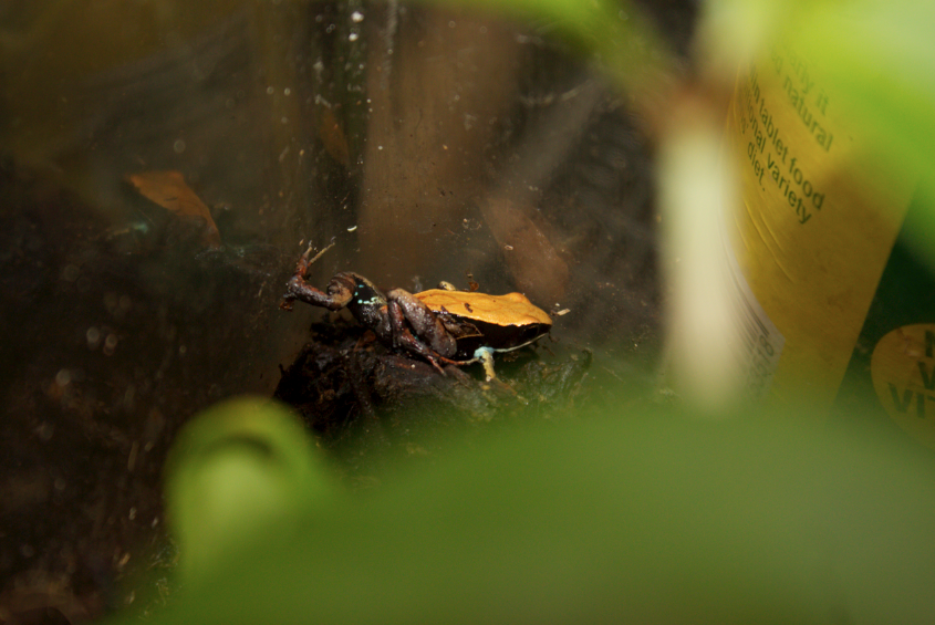 Mantella Ebenaui Pair Reptile Forums